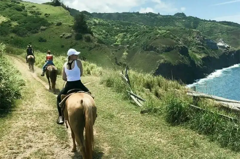 Easy Horses on this Maui Horseback Trip